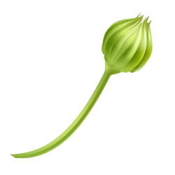Green Stem PNG